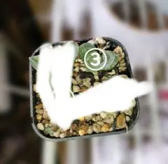 J*e様 ハオルチア　コクリコ嬢　③