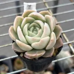 2025年最新】ケッセルリンギアナの人気アイテム - メルカリ