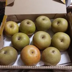 こんぶちゃん様専用です