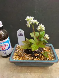 ピンコ様 リクエスト 2点 まとめ商品