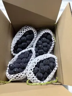 山梨産種なし巨峰 秀 大粒7房入/箱 5kgクール便 - メルカリ