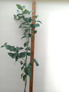 mio2025様 リクエスト 2点 まとめ商品