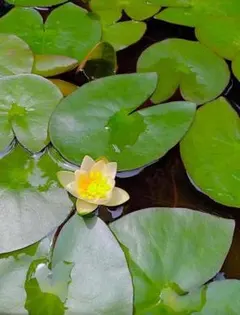 未草幼苗③４苗 花弁太め種類 スイレン原種在来種ヒツジグサミニ姫小型睡蓮 検水蓮のサムネイル