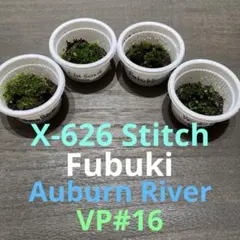 【前葉体】ビカクシダ4種セット(Stitch/Fubuki他)胞子培養のサムネイル