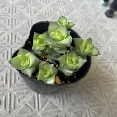 えるもっち様 リクエスト 2点 まとめ商品