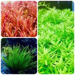 ちむにぃ様専用です