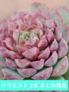 popo☆mugi様 リクエスト 2点 まとめ商品