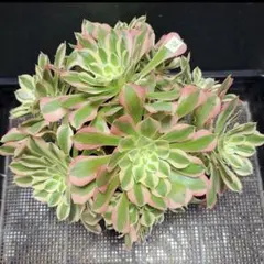 98#観葉植物アエオニウム錦❤️リバーストーン❤️ 1大頭10小頭29cm 拔