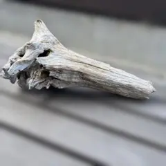 流木 自然な形状 爬虫類レイアウト用のサムネイル