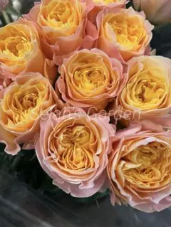 バラ苗(入手困難切り花種) 激レア種 和バラ | Mercari