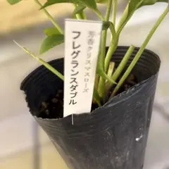 曽田園芸　認定フレグランス　クリスマスローズ　開花株　現品　認定タグ付き 曽田園芸 認定フレグランス クリスマスローズ 開花株 現品 認定タグ