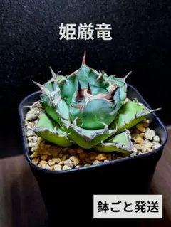 2026年最新】姫厳竜の人気アイテム - メルカリ