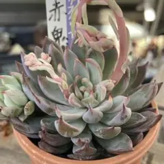 2026年最新】ミックスベリア 多肉の人気アイテム - メルカリ