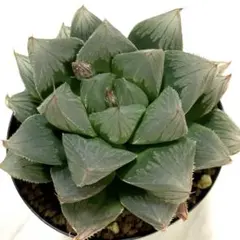 Yamato様 リクエスト 3点 まとめ商品、速達