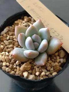 ㉖ももホイップ　カット苗　ミソップさん苗　多肉植物