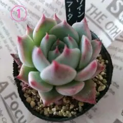 Akiko様 リクエスト 2点 まとめ商品