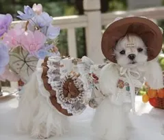 犬用キャラクター柄フリルドレス