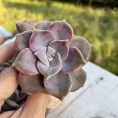 寄せ植えセット カット苗 多肉植物 パープルディライト - メルカリ