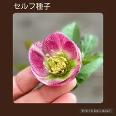 セルフ種子□#460□加藤農園 血脈 クリスマスローズ - メルカリ