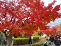 ホ-ムベ-ス専用