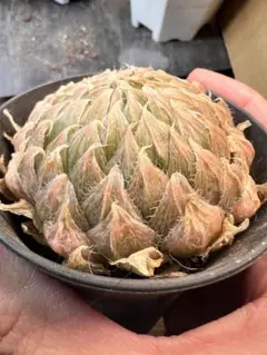 mini.kote.muu様 リクエスト 2点 まとめ商品