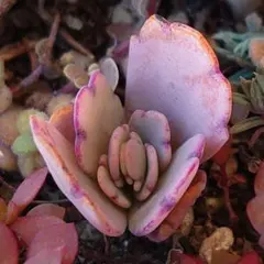 2026年最新】コチョ苗の人気アイテム - メルカリ