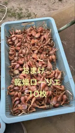 2026年最新】わけぎ種球根の人気アイテム - メルカリ