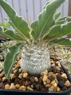 クジャクヤシ斑入り Caryota mitis variegated 3.5号 - メルカリ