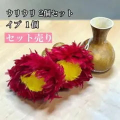 フラダンス ウリウリ 2個セット イプ セット売りのサムネイル