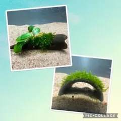 Mana様 リクエスト 2点 まとめ商品　水草