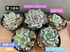 ✡ꫛꫀꪝ✫期間限定販売【札付き】✫simijimi苗2種Set☆中里リンゼ交配