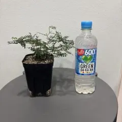 オペルクリカリア　パキプス　根挿し30のサムネイル