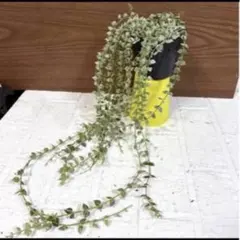 erieri様 リクエスト 2点 まとめ商品