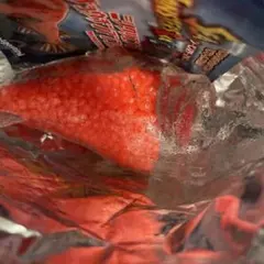 限定　シーモンスターズ&co. アンドコビッグ ミツクリエナガチョウチンアンコウ