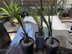 ヤシ　3個セットのサムネイル