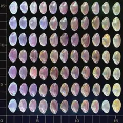 桜貝【片貝】小77枚(穴無し)24