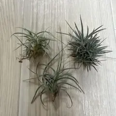 チランジア 3点セットのサムネイル