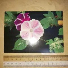 Item thumbnail for item 9e747b6d-9a94-4111-baac-8809e1e83f94