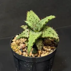 実生苗速達！ カロスティロニアエ アロエ 多肉植物 実生 - メルカリ