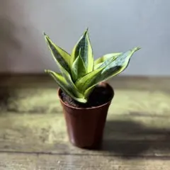 Smooth Jazz♪様 リクエスト 2点 まとめ商品