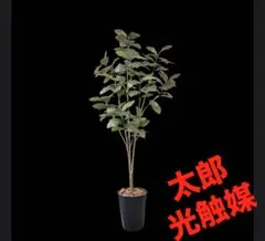 光触媒 人工観葉植物 ウォールグリーン フェイクグリーン アセビ175
