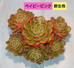 あつこ様 リクエスト 2点 まとめ商品