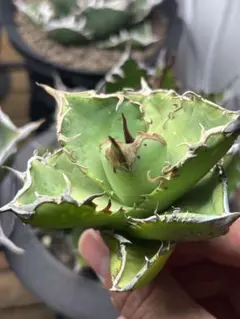 N.S.P様 リクエスト 2点 まとめ商品