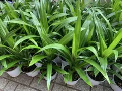 MM Thu様専用ベジ　パンダンリーフ苗3本セット