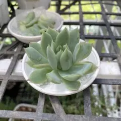 2026年最新】阿修羅多肉植物の人気アイテム - メルカリ
