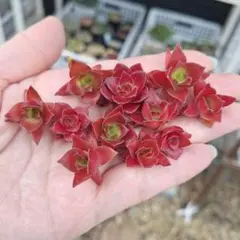 わたあめ様専用　多肉植物　紅葉祭り（もみじまつり）　カット苗　11個