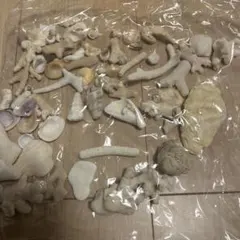 サンゴと貝殻のセット