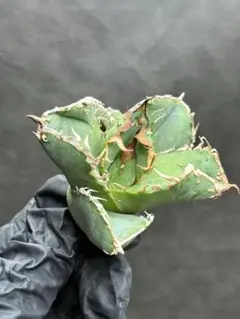 2026年最新】チタノタ ブツブツの人気アイテム - メルカリ