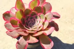 ブラックデビル 多肉植物 アエオニウム 抜き苗 1点のみ - メルカリ