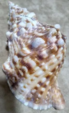 法螺貝　ほら貝　貝殻　インテリア　置物 ホラ貝M（法螺貝） 貝殻 ホラガイ インテリア 約28〜30cm